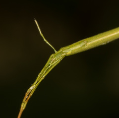 Ariamnes cylindrogaster