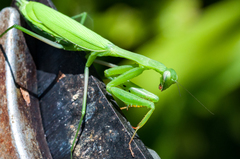 Miomantis
