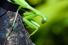 Miomantis