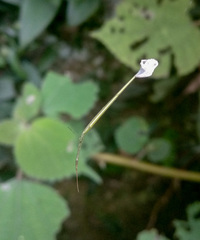 Ariamnes cylindrogaster