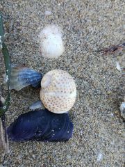 Naticarius stercusmuscarum