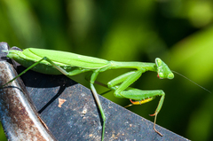 Miomantis