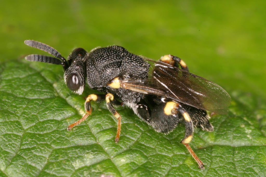 Brachymeria minuta