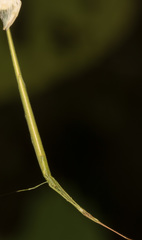 Ariamnes cylindrogaster