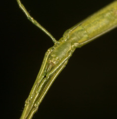 Ariamnes cylindrogaster