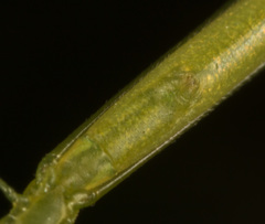 Ariamnes cylindrogaster