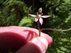 Caladenia variegata