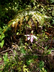Caladenia variegata