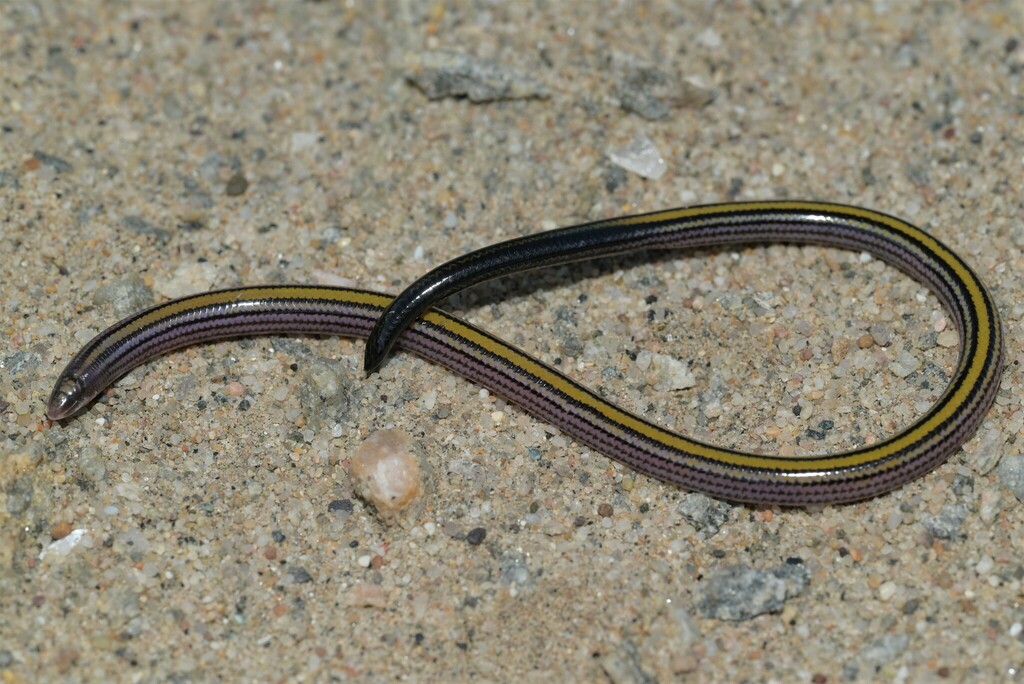Meyer's Blind Legless Skink