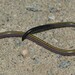 Meyer's Legless Skink - Photo no rights reserved, uploaded by Marius Burger