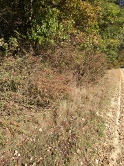 Berberis vulgaris
