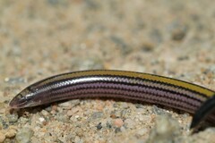 Meyer's Blind Legless Skink photo 2