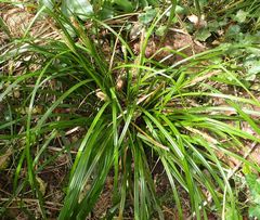 Carex forsteri