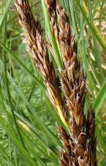 Carex forsteri