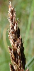 Carex forsteri