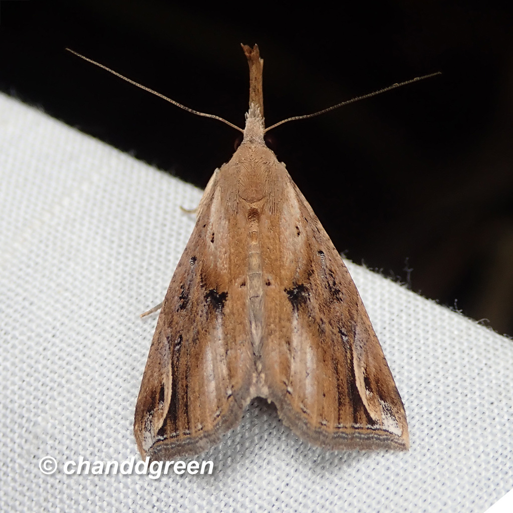 Hypena labatalis