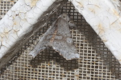 Olceclostera seraphica