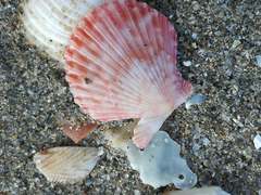 Aequipecten opercularis