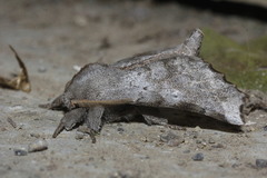 Olceclostera seraphica