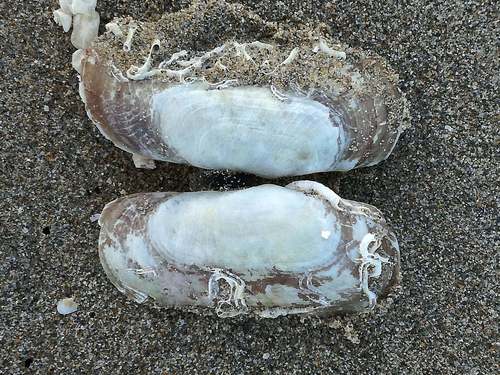 Solecurtus scopula