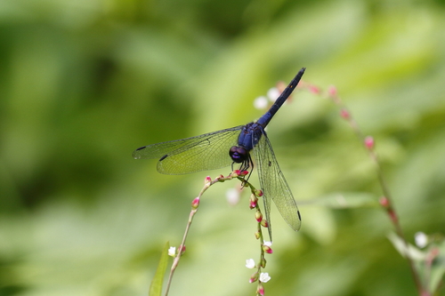 Indigo Dropwing photo 4