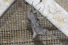 Olceclostera seraphica