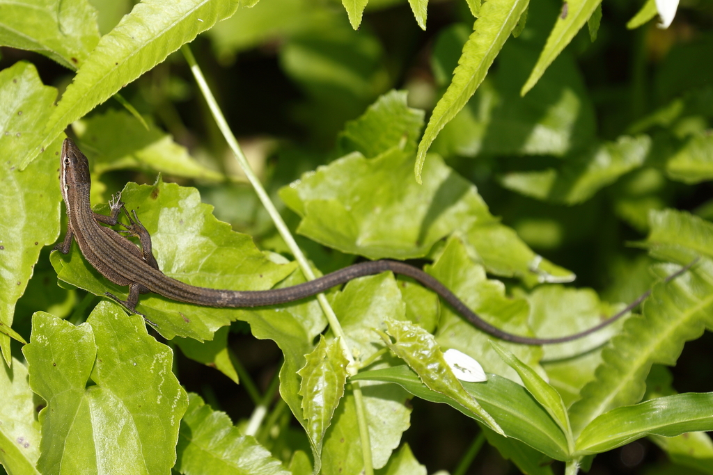 Luye Grass Lizard