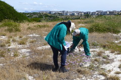 Amellus asteroides asteroides