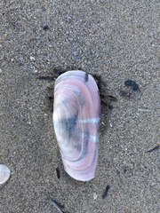 Solecurtus strigilatus