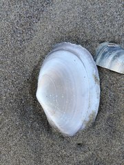 Solecurtus strigilatus