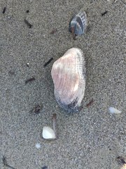 Barbatia barbata