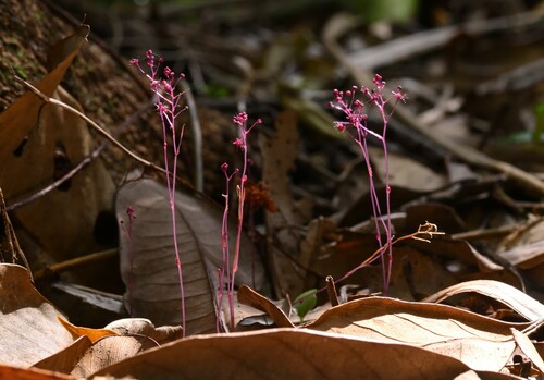 Sciaphila arfakiana observed 2023-04-11