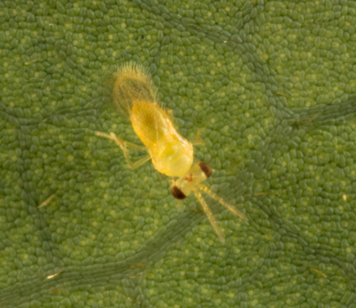 Trichogrammatidae