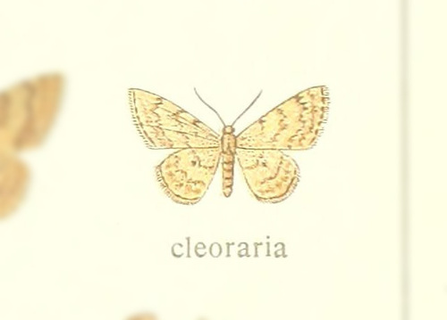 Scopula cleoraria