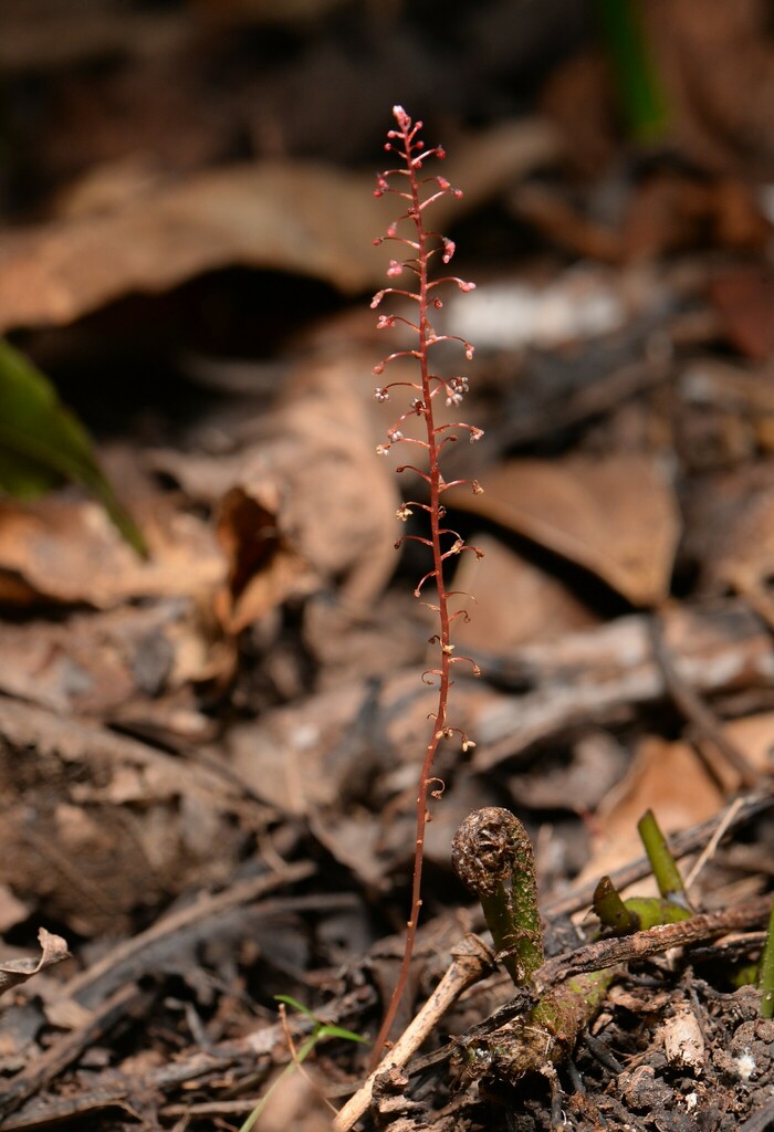 Sciaphila maculata