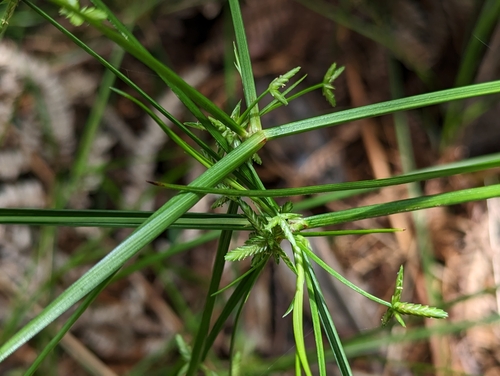 Cyperus trinervis