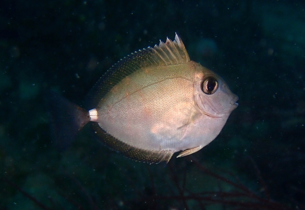 Banded unicornfish (Naso annulatus) — Acanthuridae