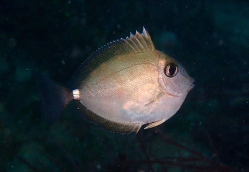 Banded unicornfish (Naso annulatus) — Acanthuridae
