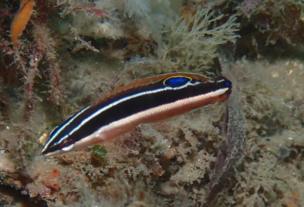 Blackstripe Coris