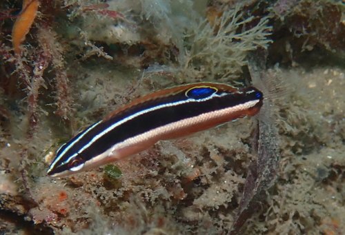 Blackstripe coris (Coris pictoides) — Labridae — 4