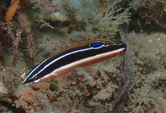 Blackstripe Coris photo 1