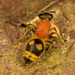 Wallacidia oculata - Photo (c) portioid, μερικά δικαιώματα διατηρούνται (CC BY-SA), uploaded by portioid