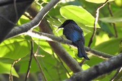 Dicrurus balicassius