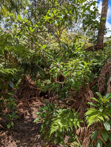 Image of Clermontia parviflora by (c) David Anderson, some rights reserved (CC BY)