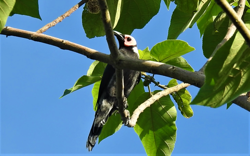 Sarcops calvus