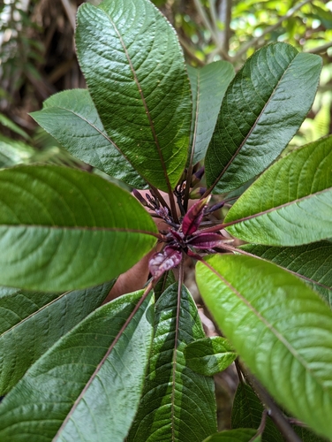 Image of Clermontia parviflora by (c) David Anderson, some rights reserved (CC BY)