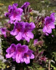 Pelargonium cucullatum cucullatum