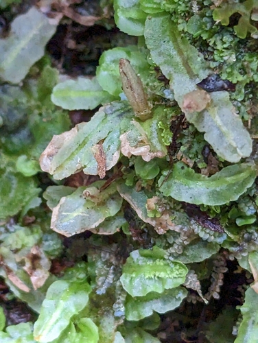 Pallavicinia observed 2023-04-25