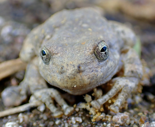 Canyon Tree Frog photographed in Arizona