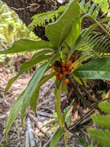 Cyanea floribunda observed 2023-04-25